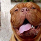 Illustration for article titled Prank-Playing Pets Photobomb Each Other